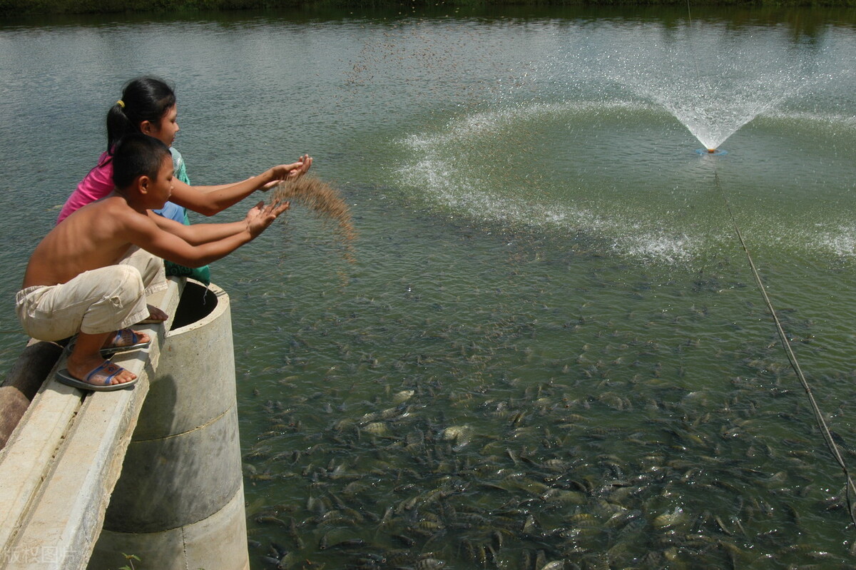 貿(mào)易戰(zhàn)“釘子戶”：美國(guó)人還是離不開(kāi)中國(guó)羅非魚(yú)