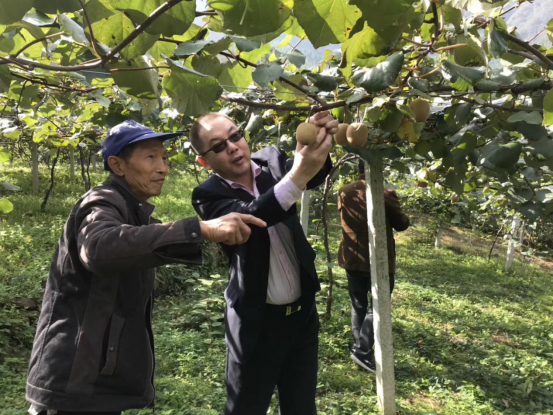 中国－新西兰“一带一路”猕猴桃联合实验室旺苍县工作站成立