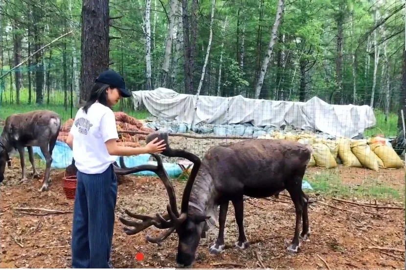Repelling the scorching summer grassland paradise, Hulunbuir travels the most beautiful route, parent-child vacation praises