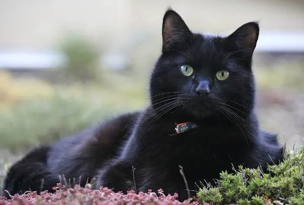 农村传言黑猫会让死人诈尸，真不是迷信，有一定的科学依据！