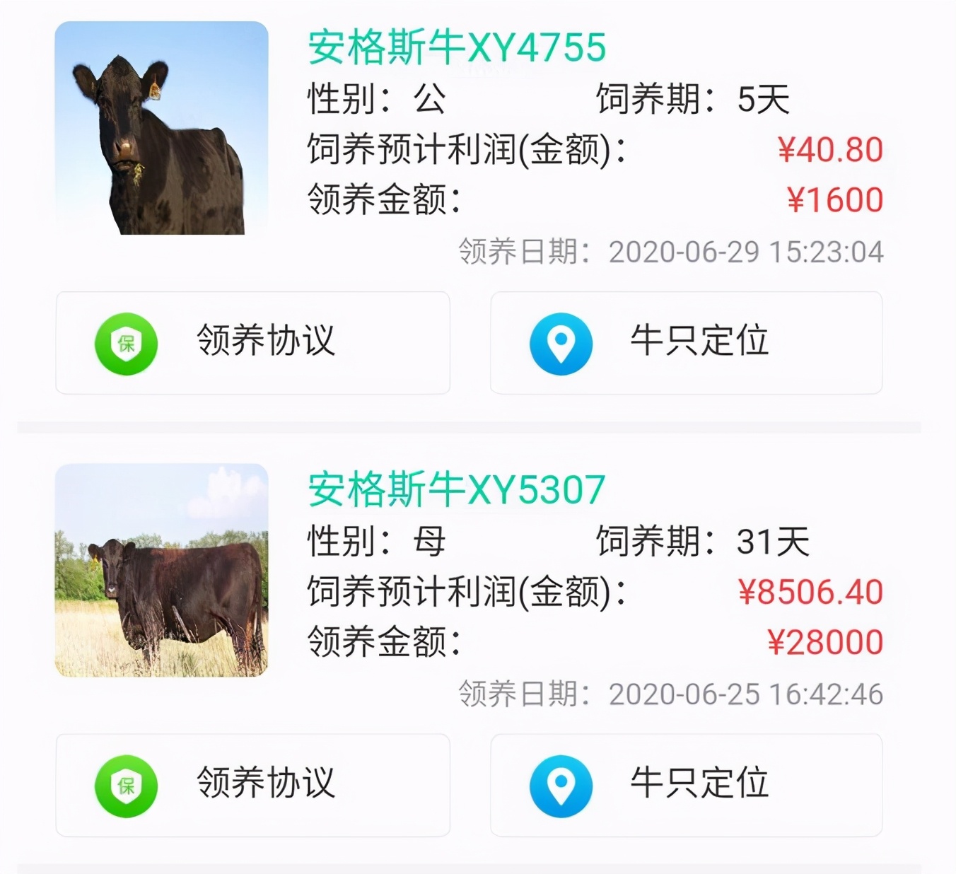 The heat that raise a cattle is ecbolic give a kind of new-style fraud that raise a cattle, many people by " Yun Yangniu " cheated hundred thousands of