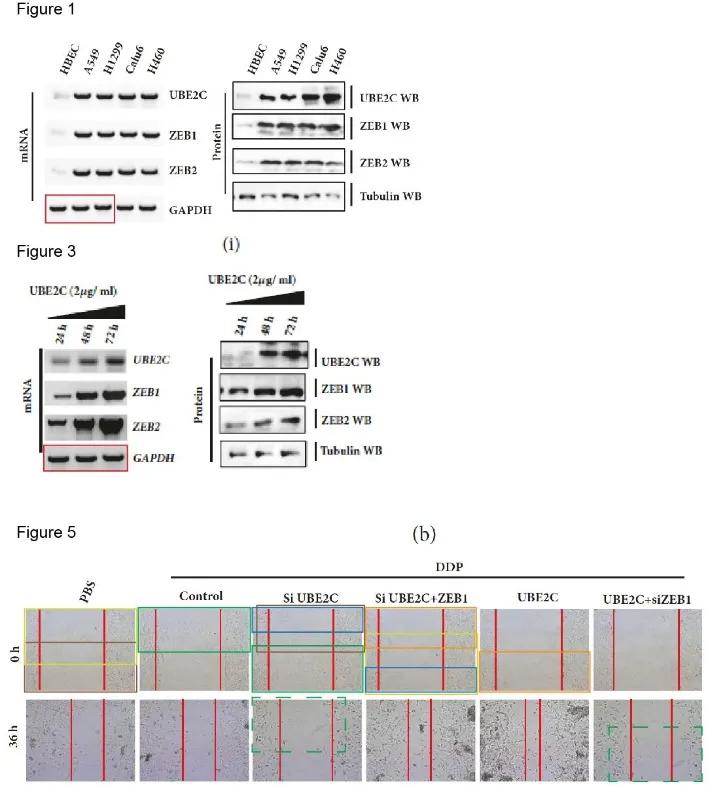 山东滨州医学院附属医院11篇SCI文章"挂榜"PubPeer