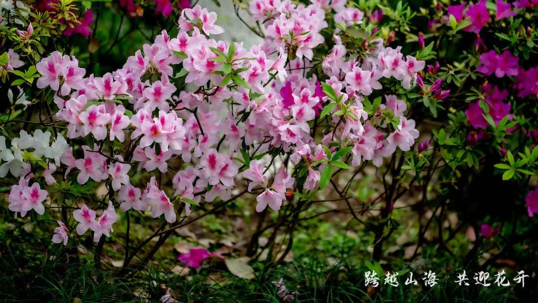 打卡重庆园博园，幸福像花儿一样