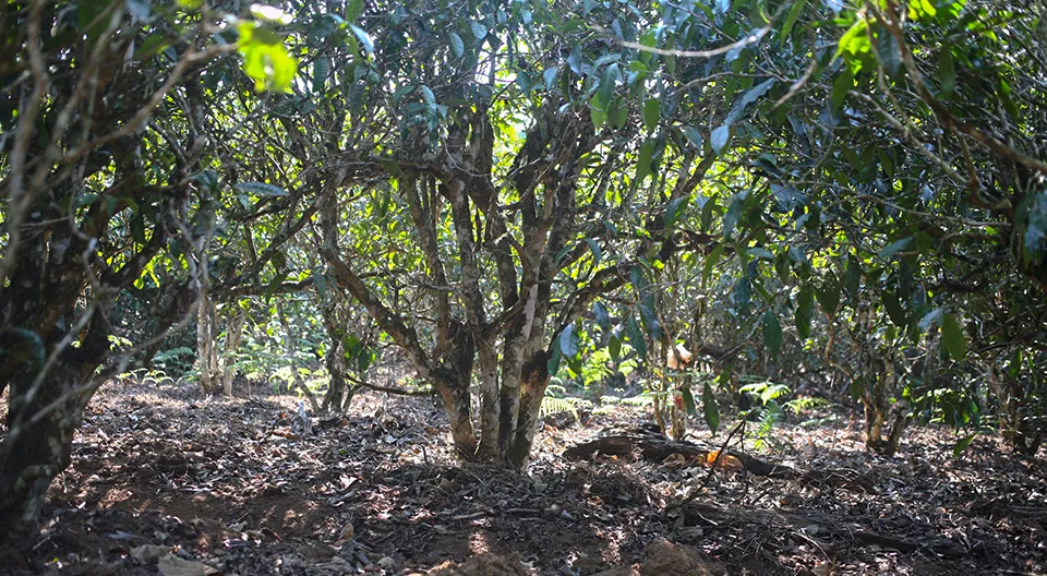 追踪报道｜得天独厚的地理资源优势，造就布朗山上品纯料熟茶