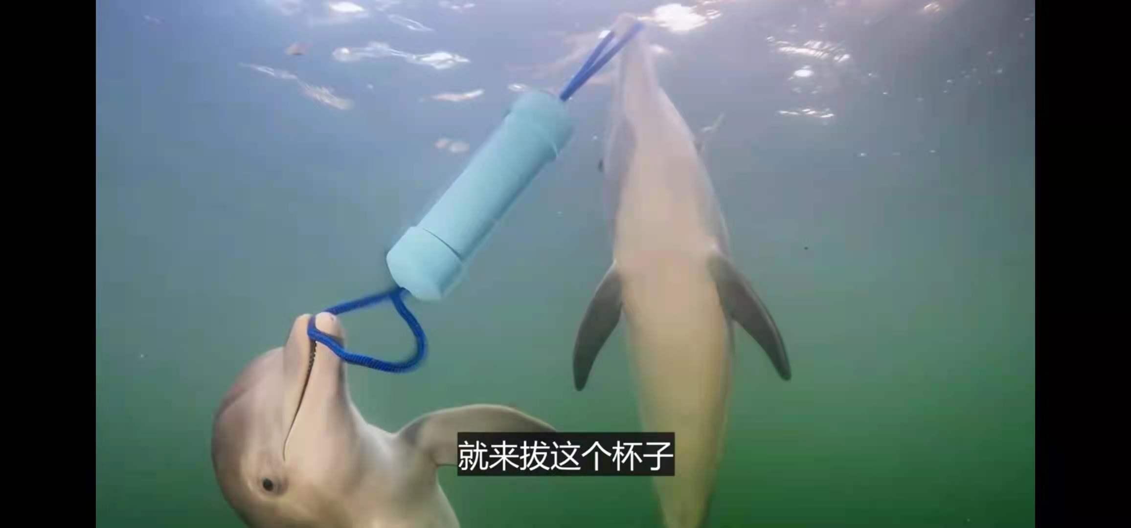 海豚可能比人类还聪明 它们是否拥有自己的语言体系 资讯咖