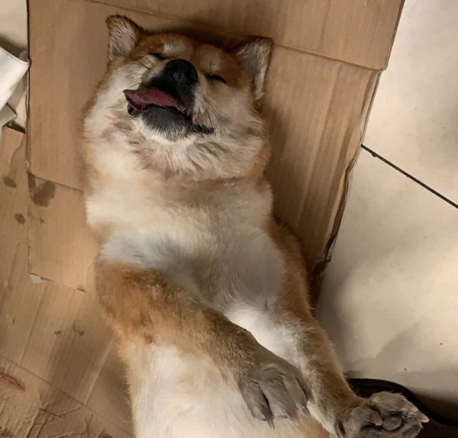 男子多次带爱犬乘飞机，不料在托运中丧生，男子：养狗花了近百万