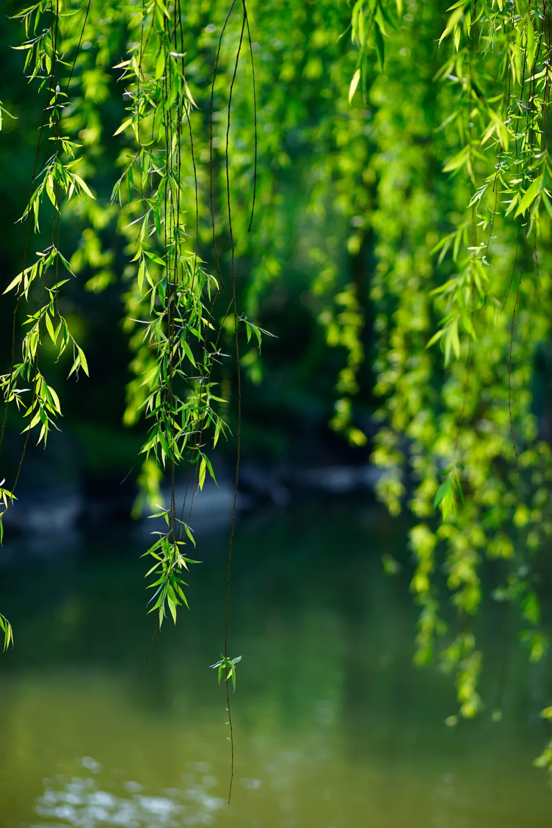 清明 | 梨花风起,思念随风化雨