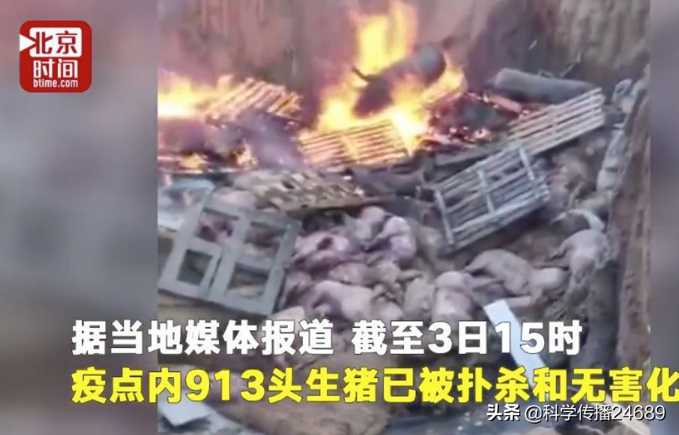 这些事情告诉你，非洲猪瘟可怕吗？