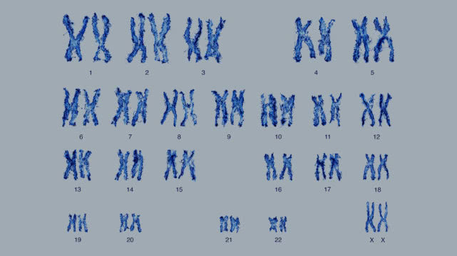 为什么人类有23对染色体，或多或少会怎么样呢？