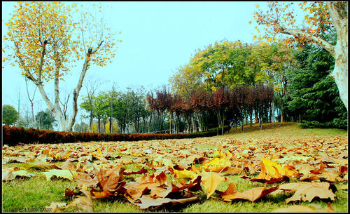 伏天里感觉秋风渐起