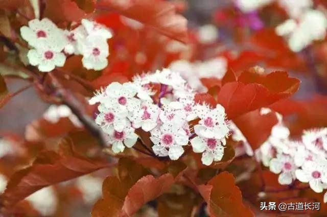 每天多认一个字:棠棣 「 táng dì」