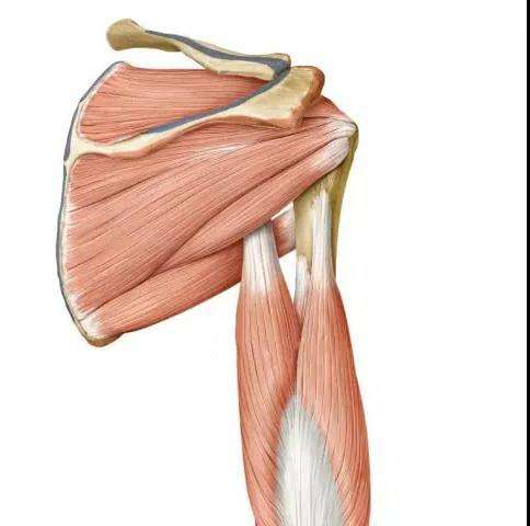 解剖:内侧附着于冈上窝,外侧附着于肱骨大结节.