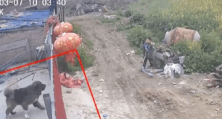 男孩挑衅大型犬，不料狗狗破门而出，将男孩扑倒，幸好狗狗讲武德