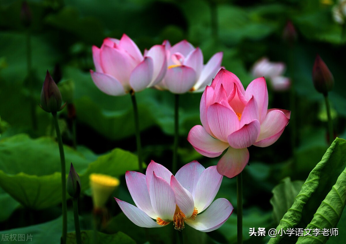 描写夏天的诗词有哪些有关夏天古诗词汇总