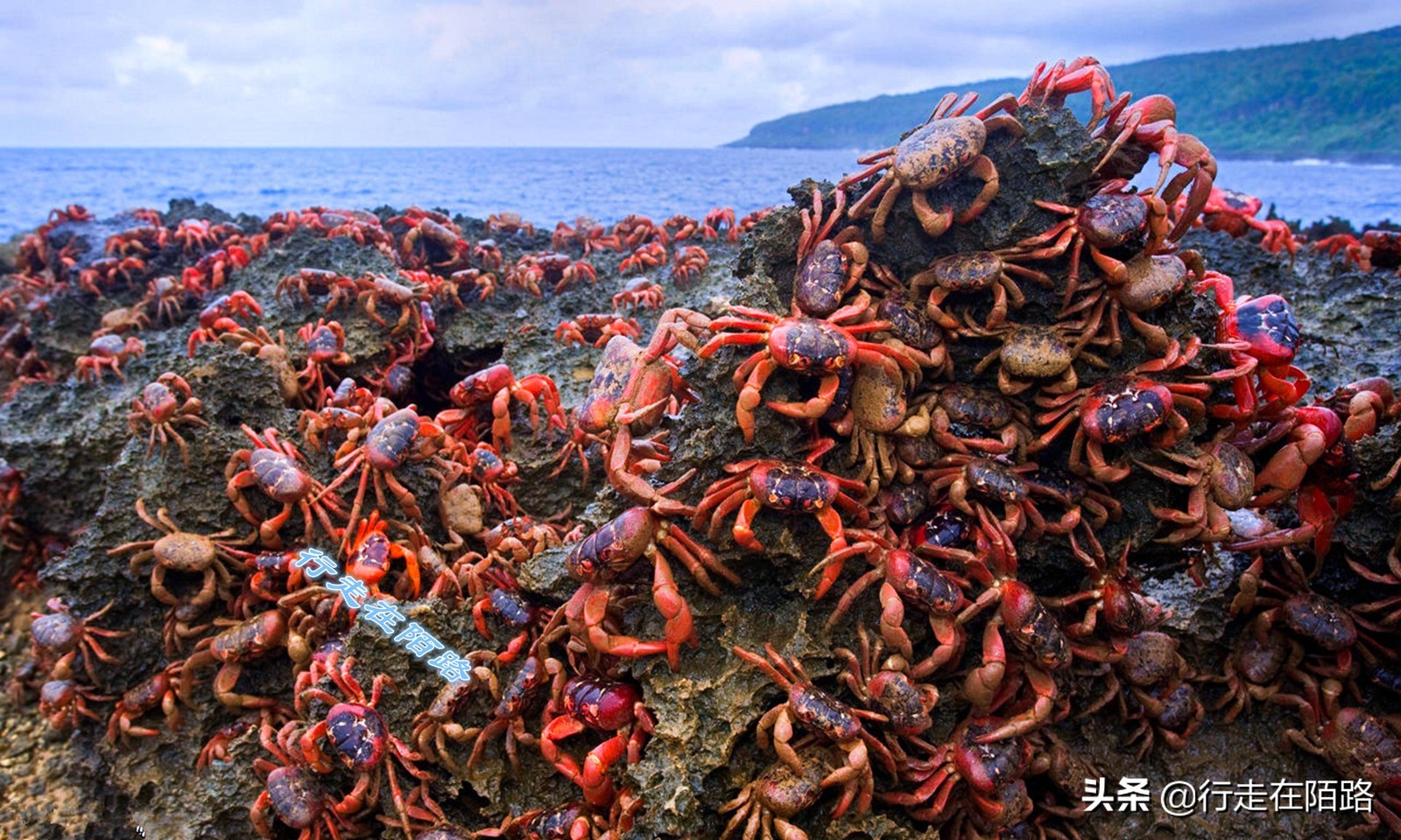 圣诞岛：六成华人只有30%承认祖先，螃蟹满地爬却不让吃