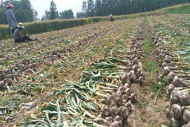 现在新蒜价格6块多，再过3个月新蒜集中上市，价