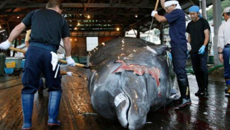 日本“执意”捕杀鲸鱼，并非为了吃肉，真实“