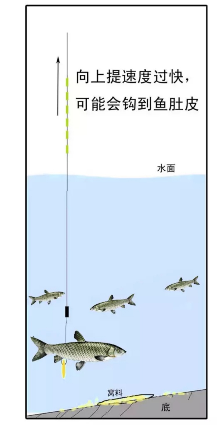 杨思举老师亲口传授野钓秘诀,谷钓之逗钓技巧详解 - 文章 - 今日钓鱼