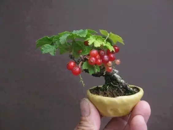 比指甲蓋還小的微型盆栽，養好了比蘭花還值錢