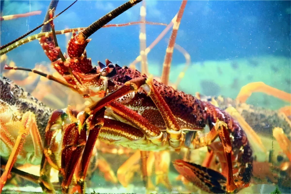 海鲜龙虾十八品种