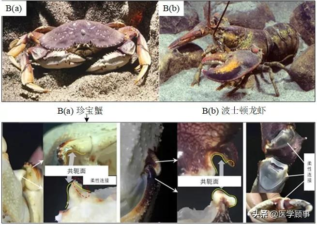 中國科學家首次研發仿生關節外骨骼模型，靈感來自波士頓龍蝦