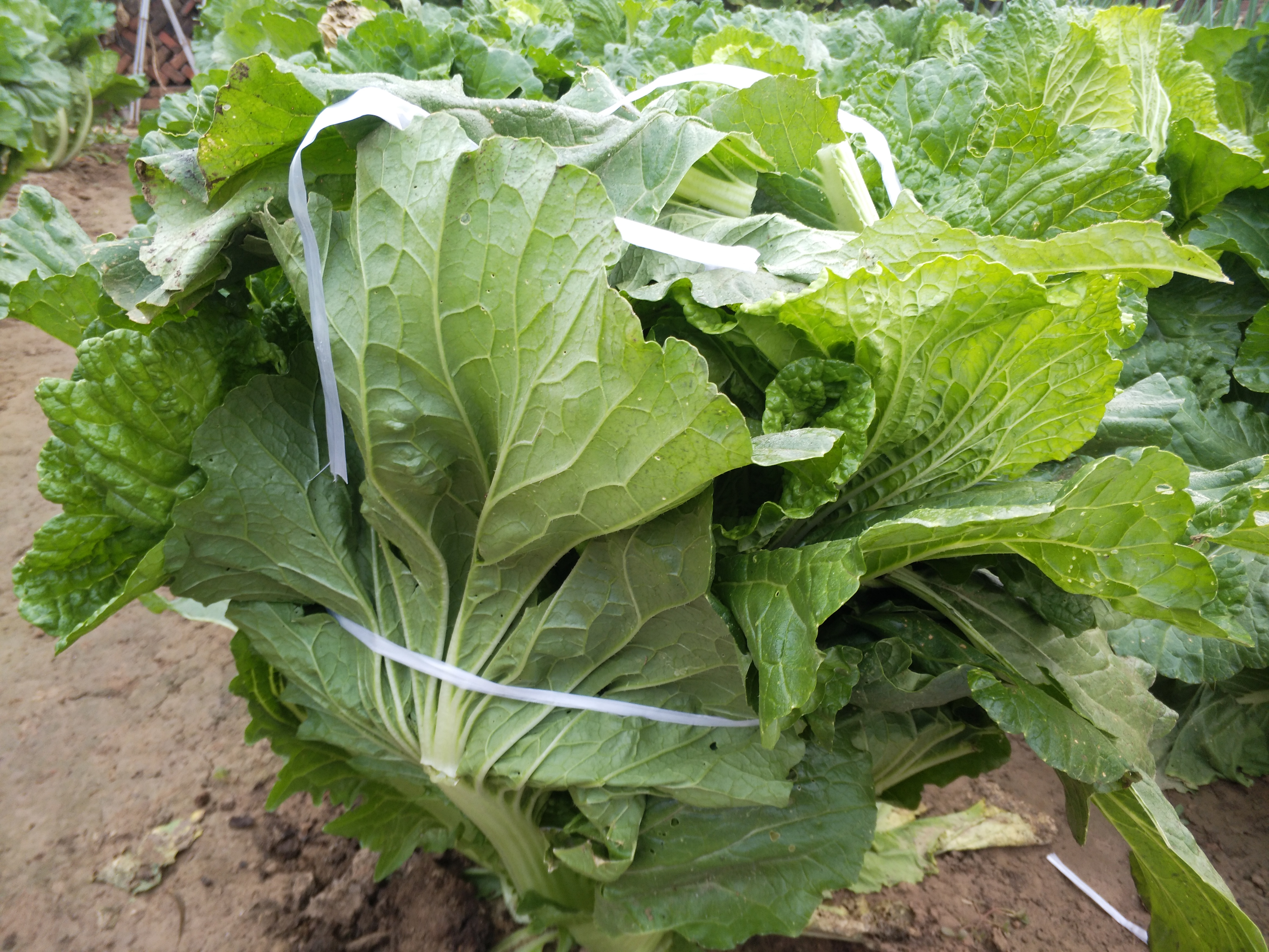 大白菜霜降后如何管理 霜冻对大白菜会有哪些影响 什么时候收获 植保技术 191农资人 农技社区服务平台