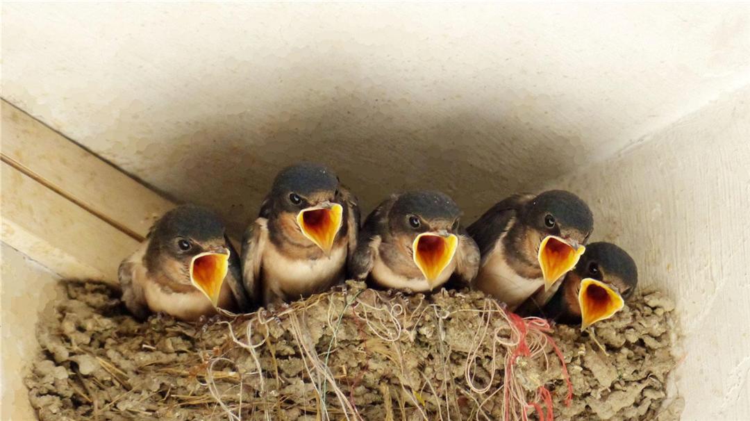 Why do swallows like to build nests under human roofs?Is the meaning