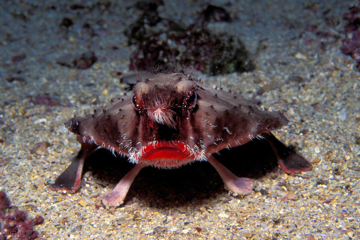 進化論的印證者、一條特立獨行的魚：紅唇蝙蝠魚