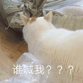 貓咪的9種常見性格總結,你家貓咪屬於哪種呢?