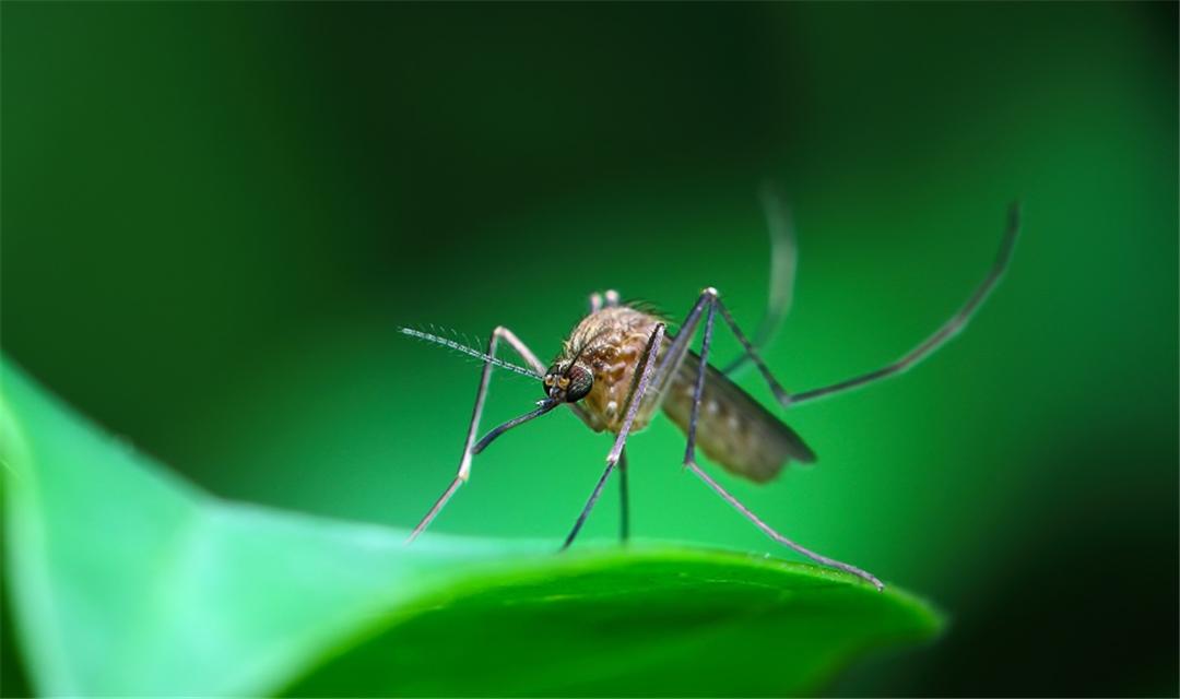 What use are mosquitoes on earth?What would happen if all were extinct
