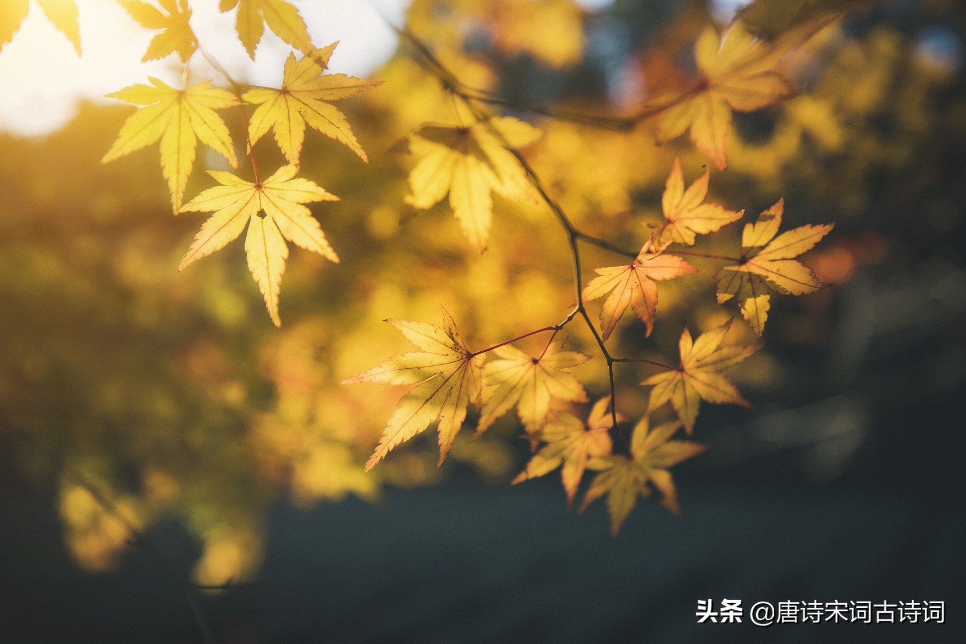 唐诗中描写秋天的诗句-第3张图片-非凡网