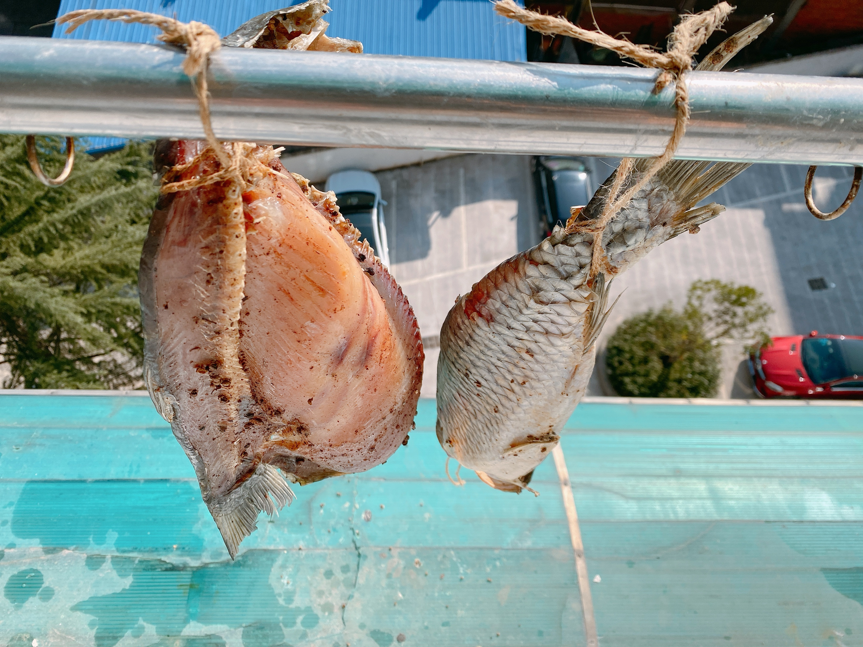 腌臘魚別只抹鹽，傳統(tǒng)做法分享給你，從選魚到風(fēng)干，魚肉咸香緊實