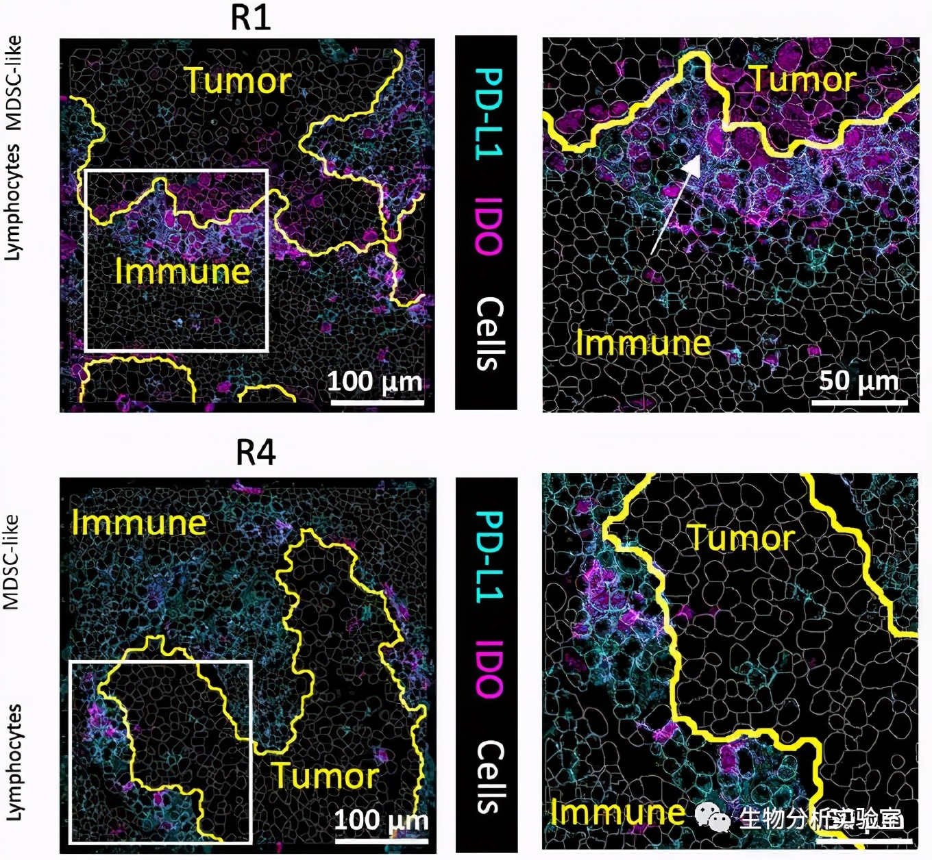 Mibi Cell Identification : Learning cell identity in immunology ...