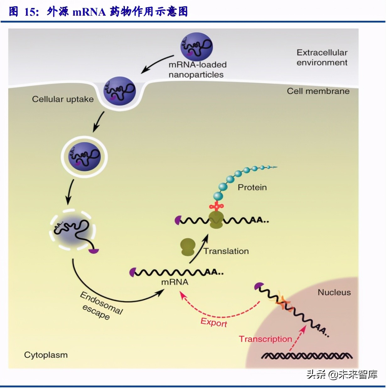 医药行业专题研究报告：小核酸优质赛道分析