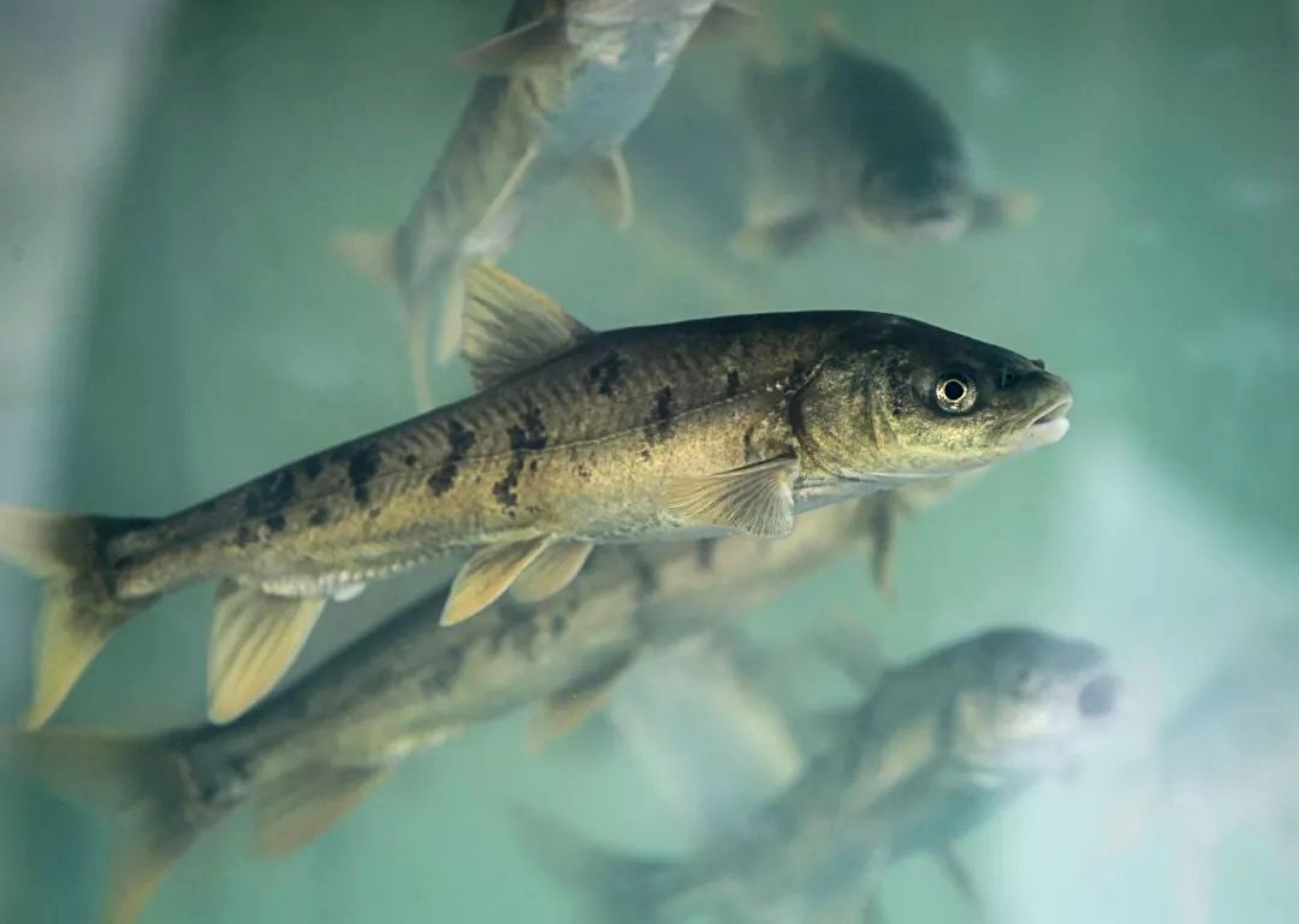 青海湖的"财产":3年被吃掉7万吨,湟鱼陷入黑色市场?