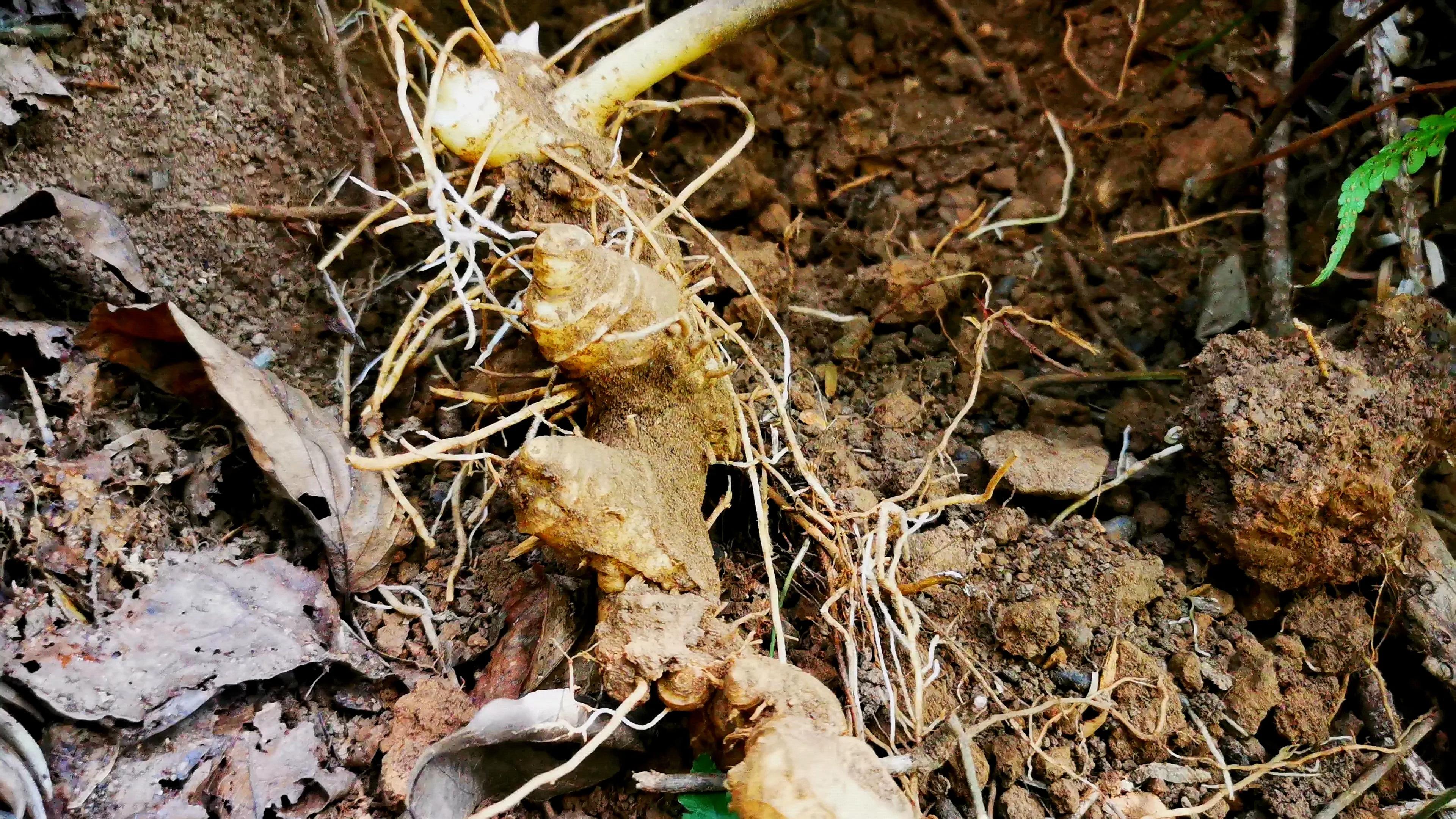 Chinese herbal medicine around youPolygonatum iMedia