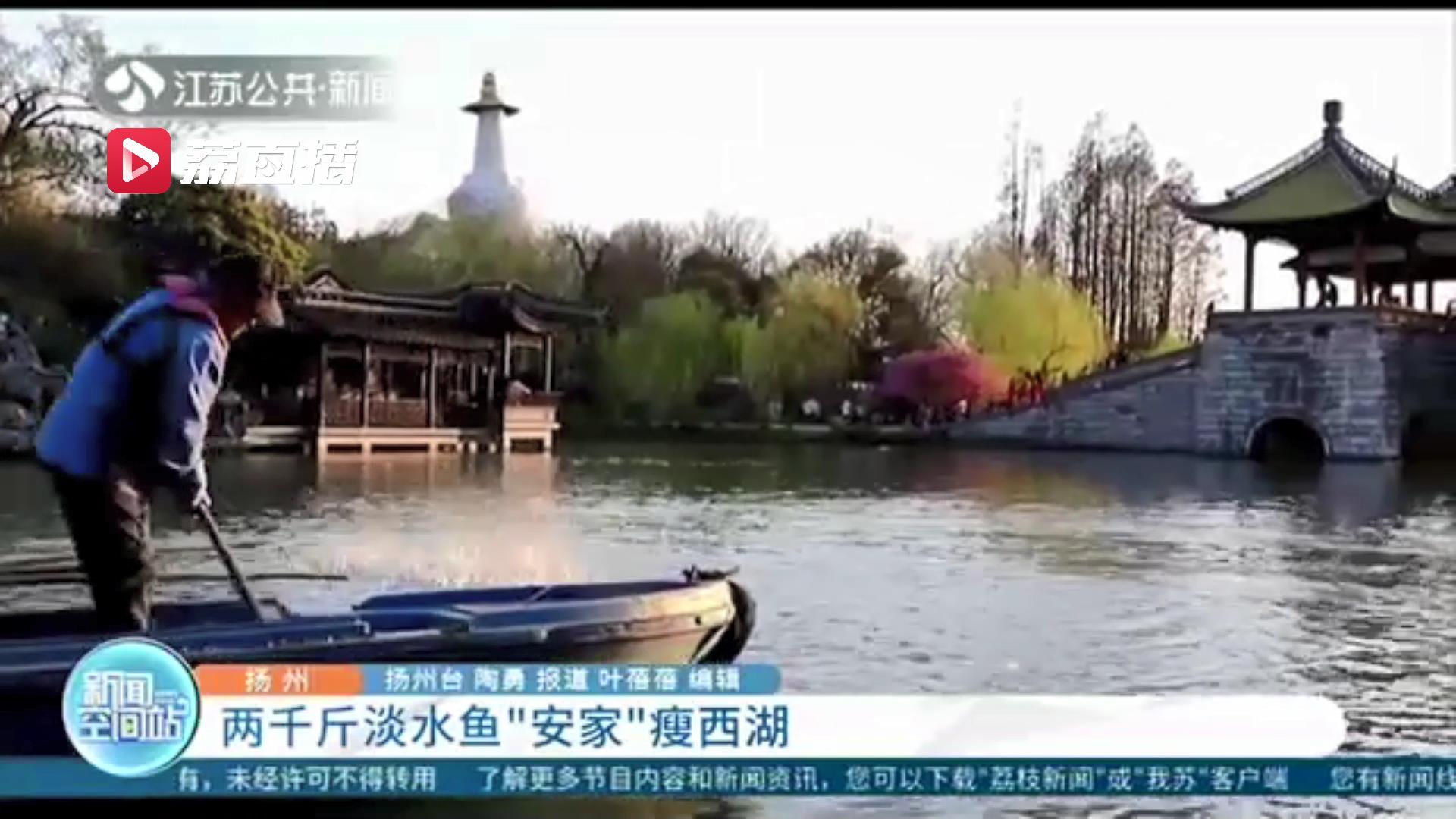 首次采用放流方式净化水质 两千斤淡水鱼&ldquo;安家&rdquo;扬州瘦西湖