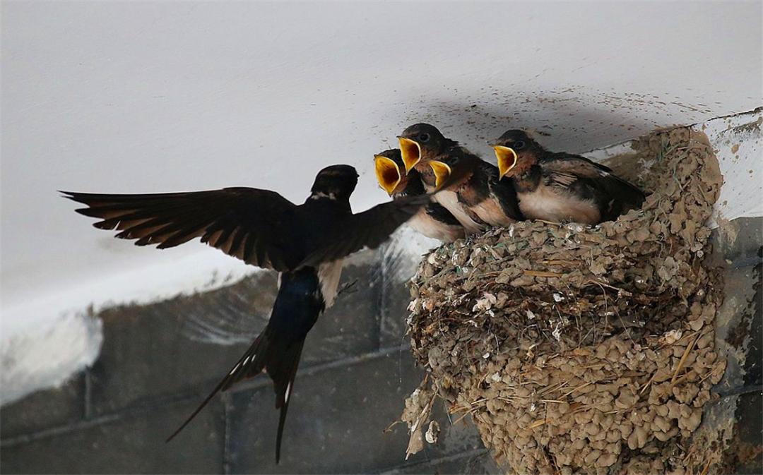 Why do swallows like to build nests under human roofs?Is the meaning