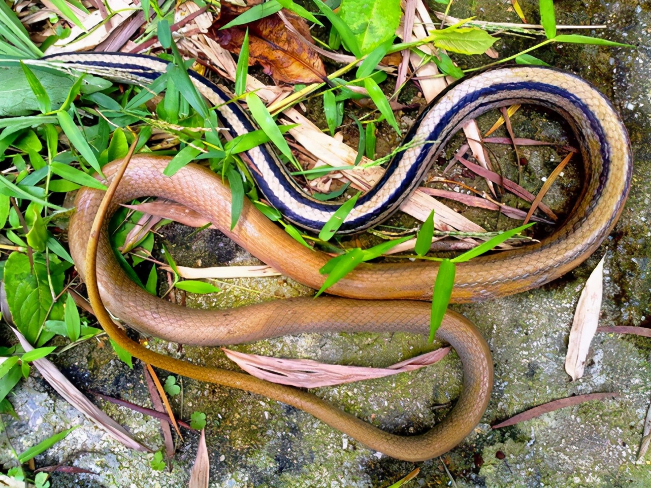 Where there are geese, why do snakes run away? Can goose feces really