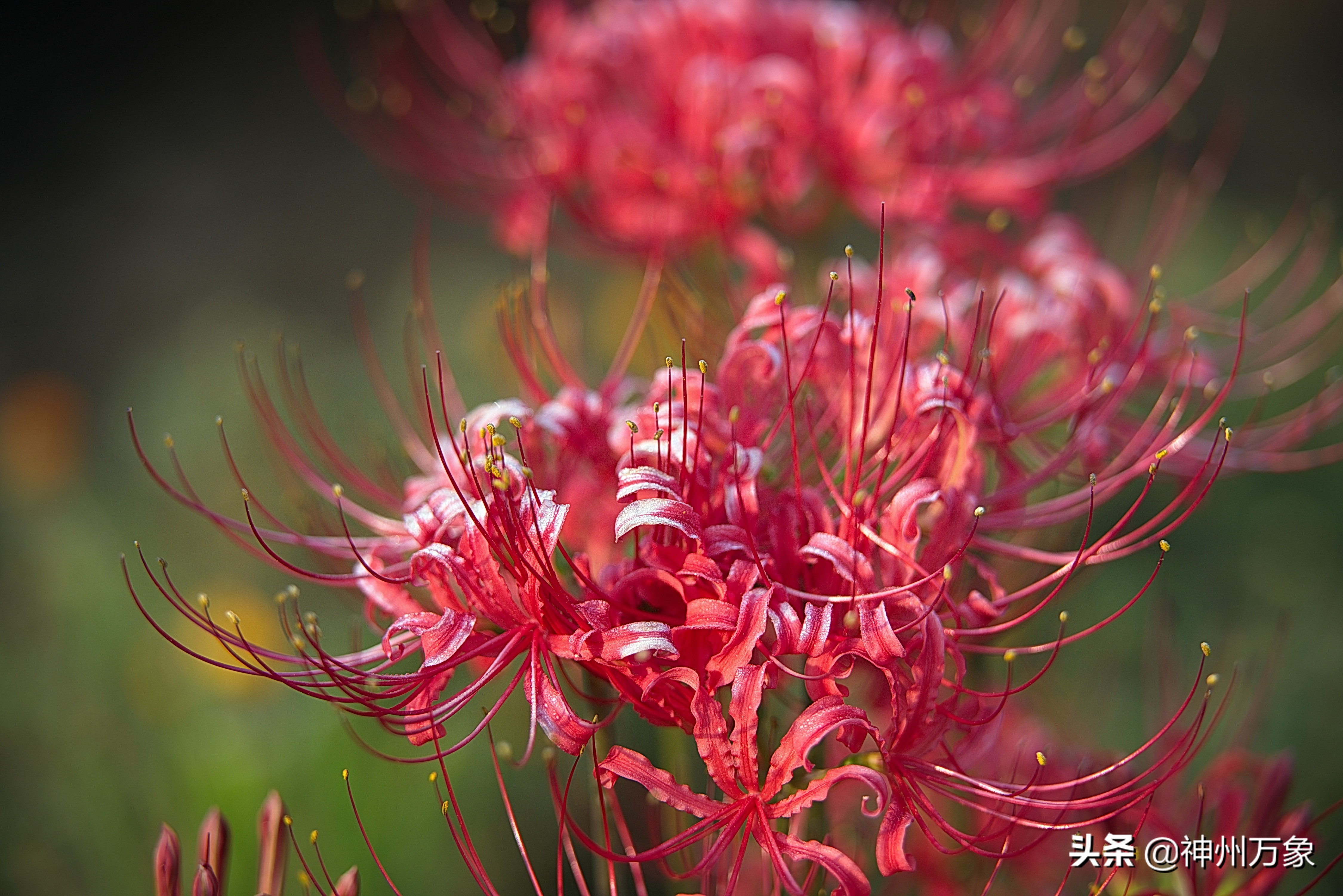 唯美摄影 彼岸花 资讯咖