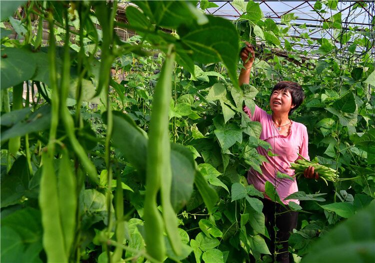 未来两年，农村最有前途的四个生意，待业的农民不妨尝试