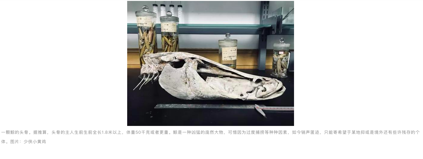 中国特有鱼种“鯮”，曾广泛分布，可长到2米，为何如今很难见到