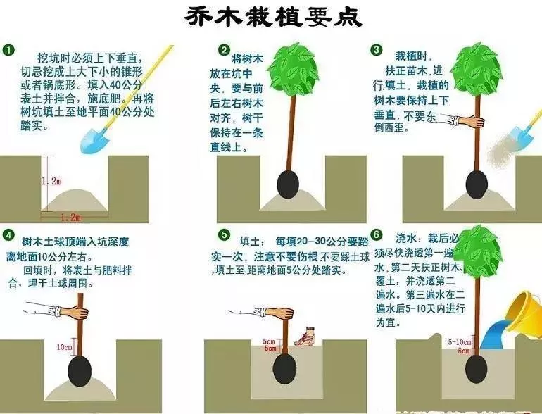 园林植物栽植养护十八问（实用技术要点）