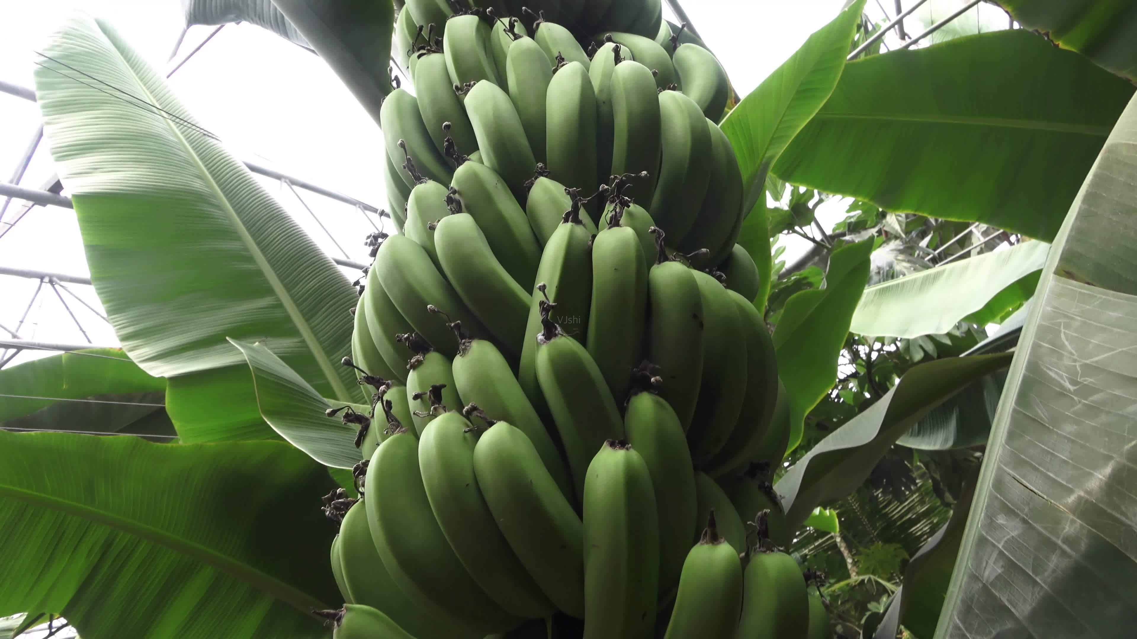 Bananas have an extinction crisis?The more delicious varieties have