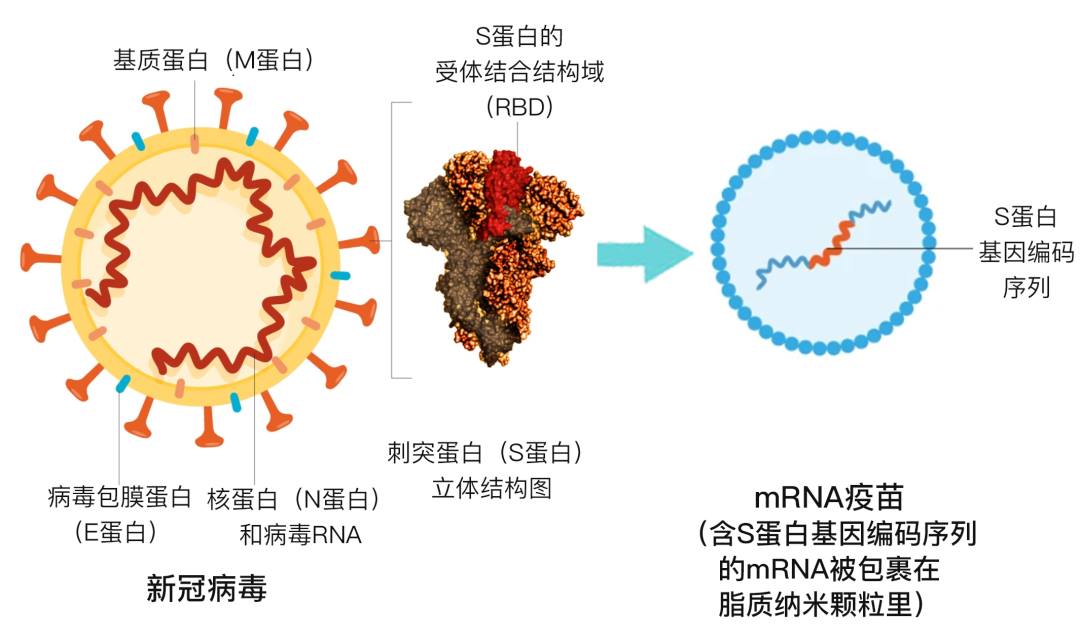 设计突变，稳定新冠病毒S蛋白，中国科学家对新技术疫苗的贡献