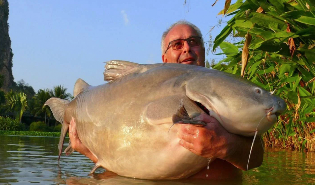 你可能从未见过的10种巨型淡水鱼