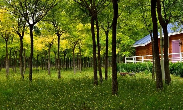 天津津北森林公园，度假新圣地