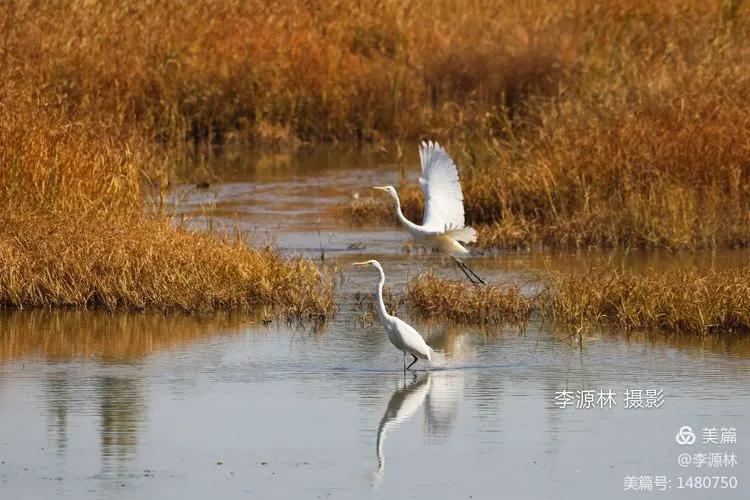 寒烟轻笼，白鹤戏水，民勤石羊河国家湿地公园宛如仙境一般