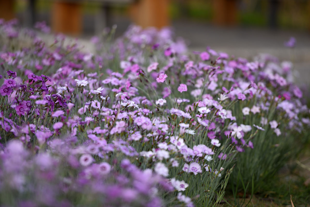 有小院的花友 都種四種 耐寒 草花 夏季開成花海 太美了 容姐花語 Mdeditor