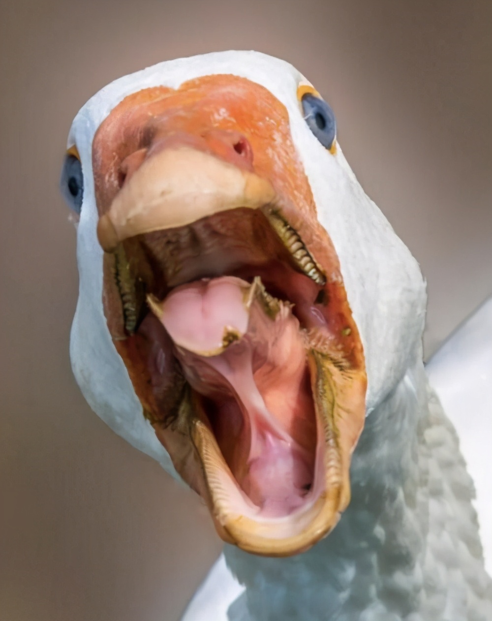 Why do snakes run away where there are geese, and goose dung can really